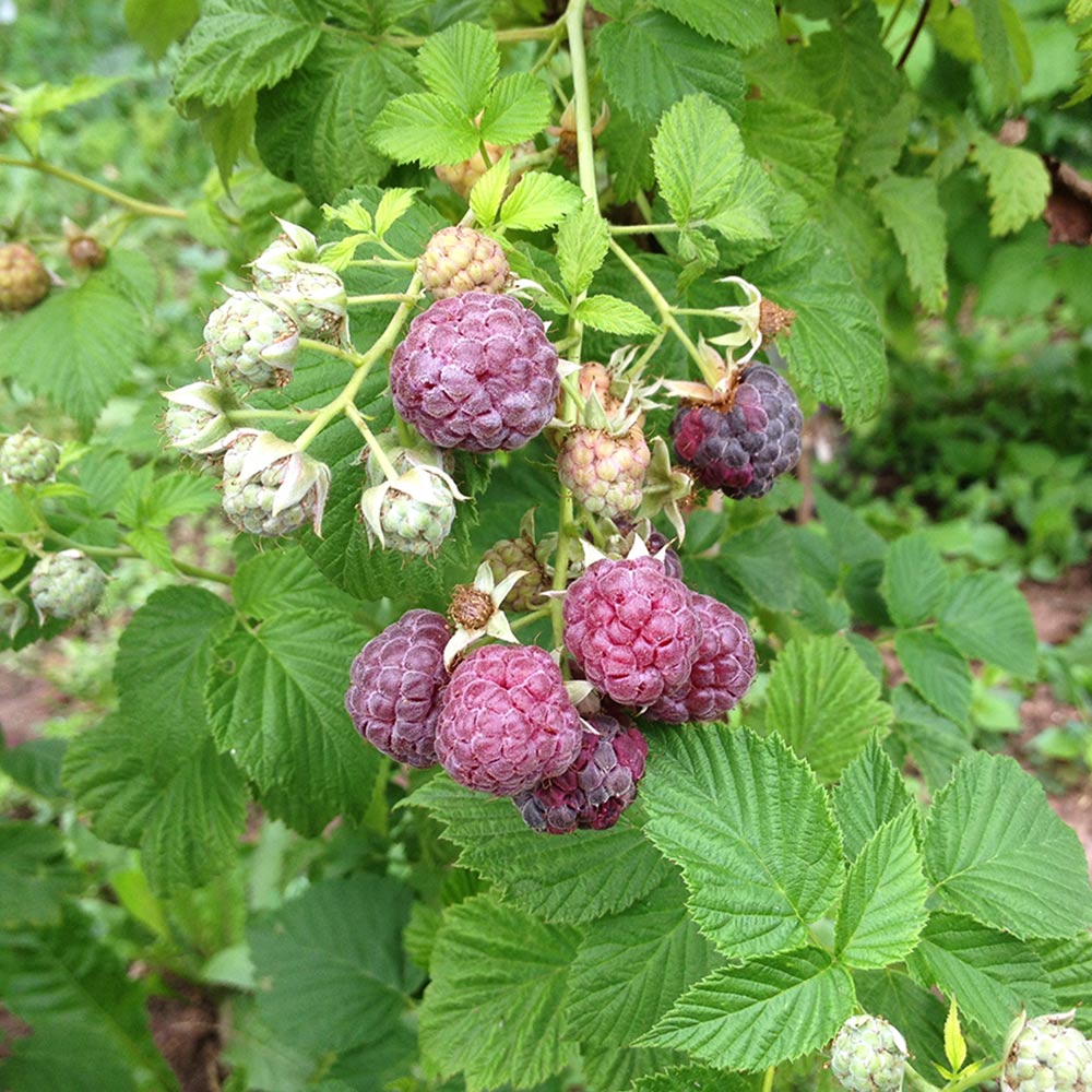 Sommerhimbeere 'Glen Coe' ®