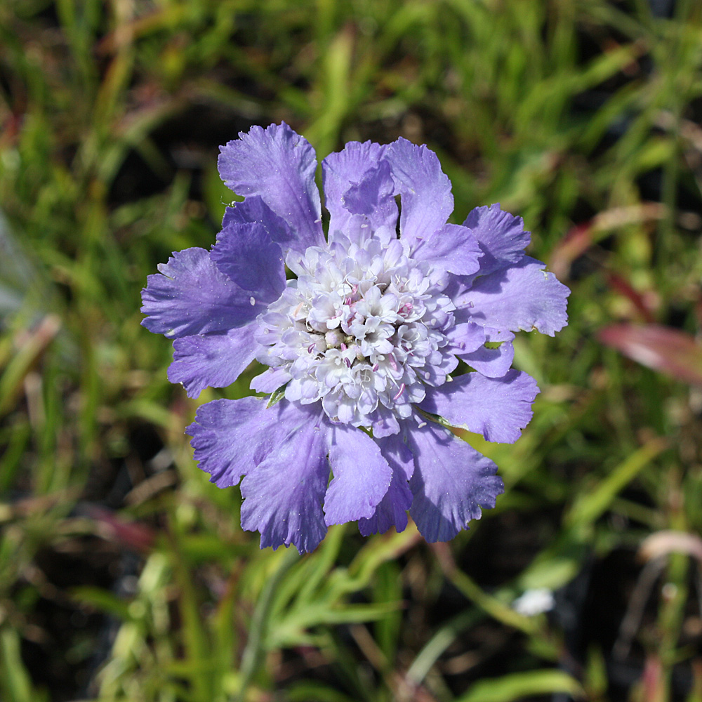 Skabiose Perfekta, Scabiosa, Beetstaude