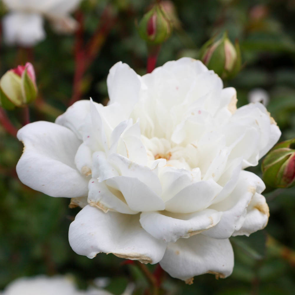 Bodendeckerrose 'Snow Ballet' ®