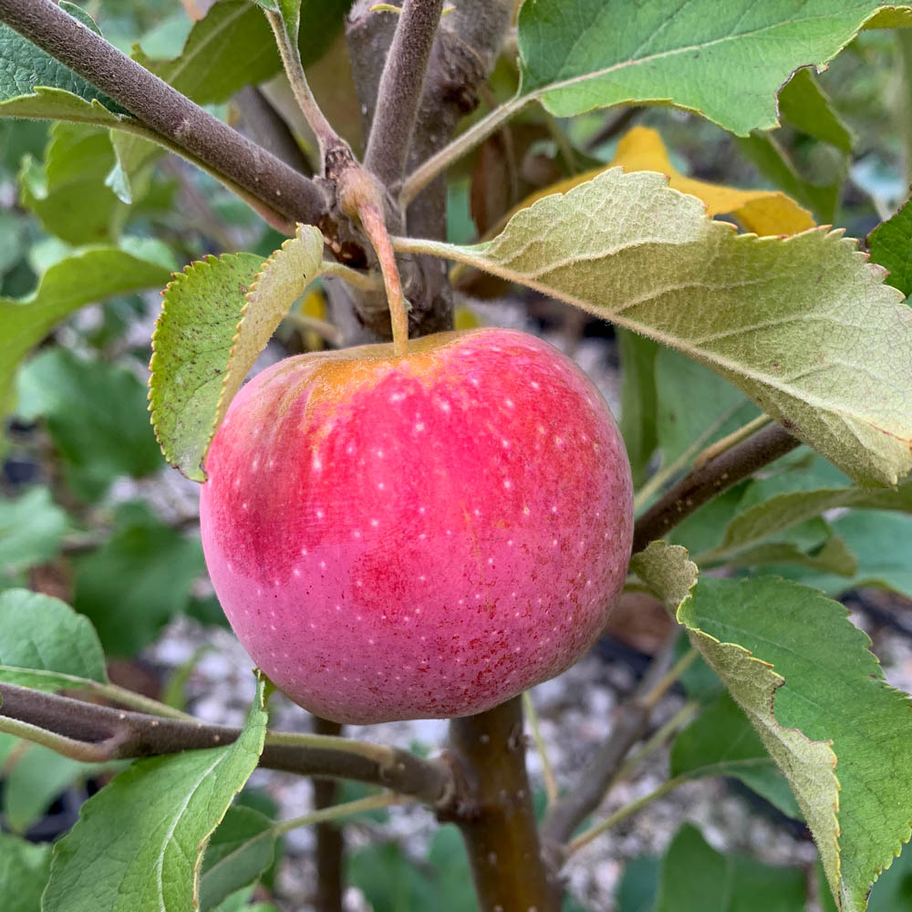 Apfel 'Florina' ®