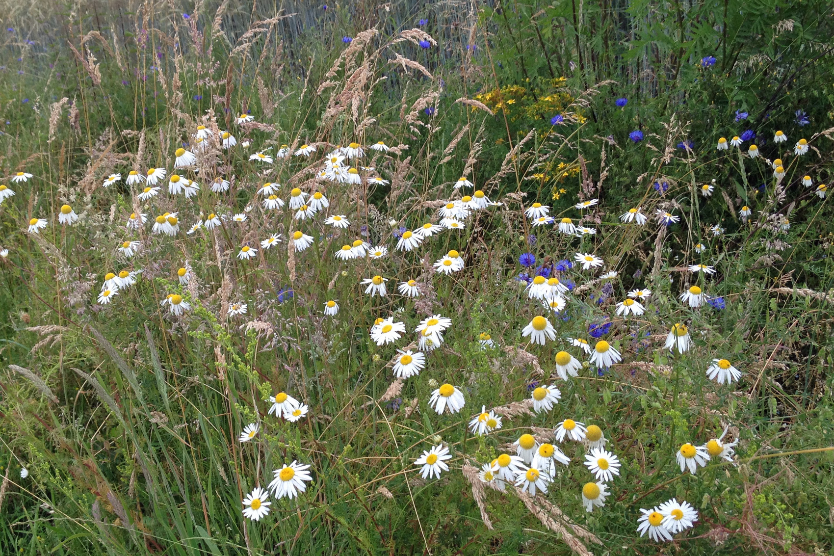 Pflanz- und Pflegeanleitung Rasen Zierrasen Blumenwiese