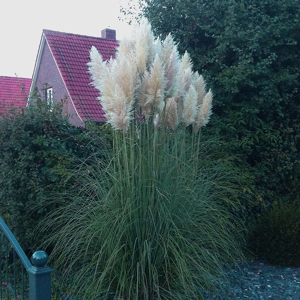 Ziergras, Pampasgras Pumila, Cortaderia selloana