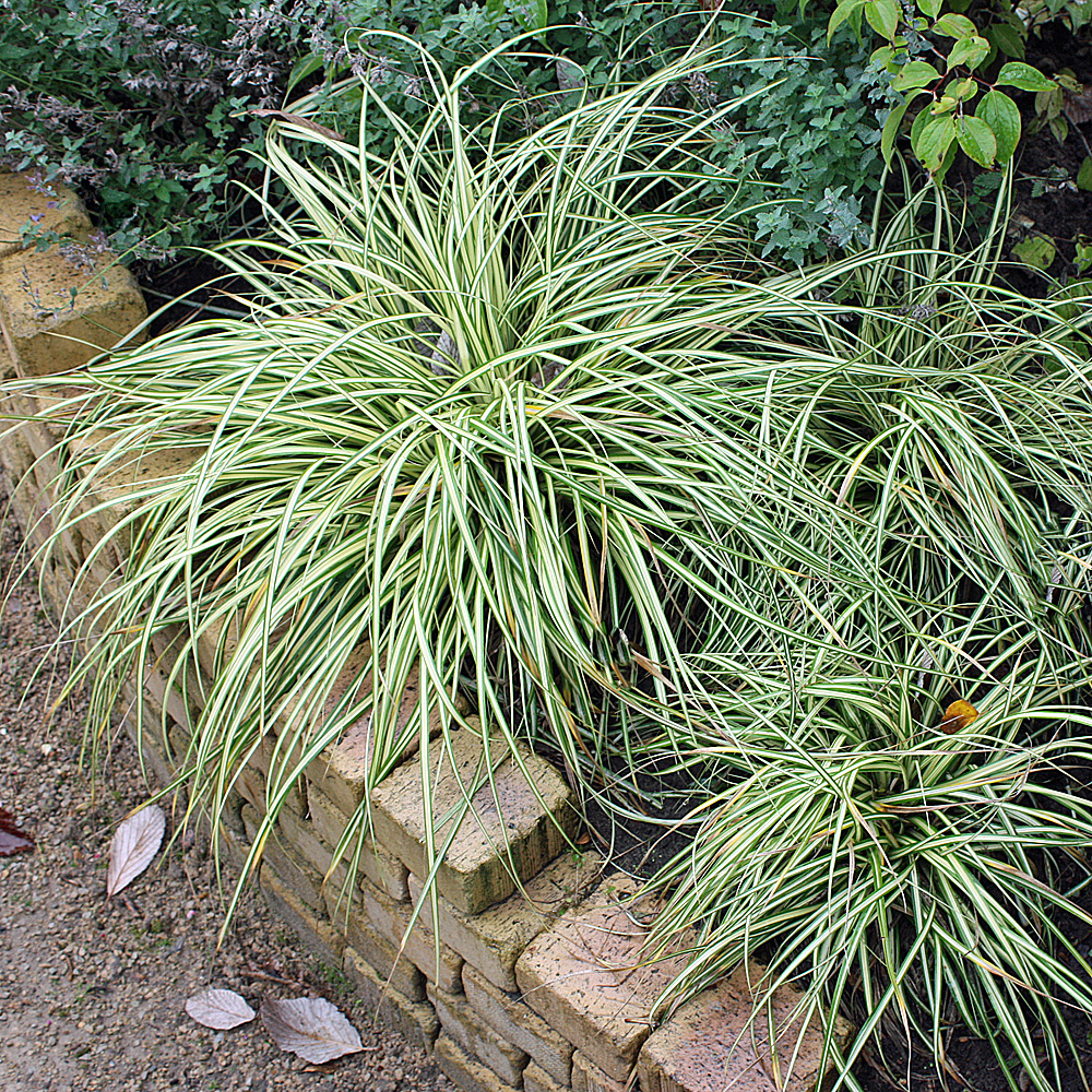 Goldsegge, Carex Evergold, Ziergras