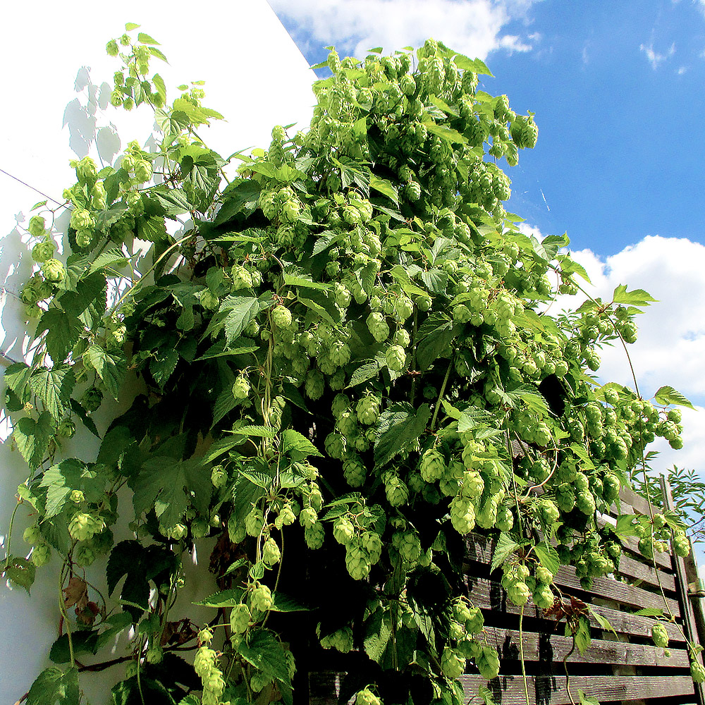 Echter Hopfen 'Prima Donna'