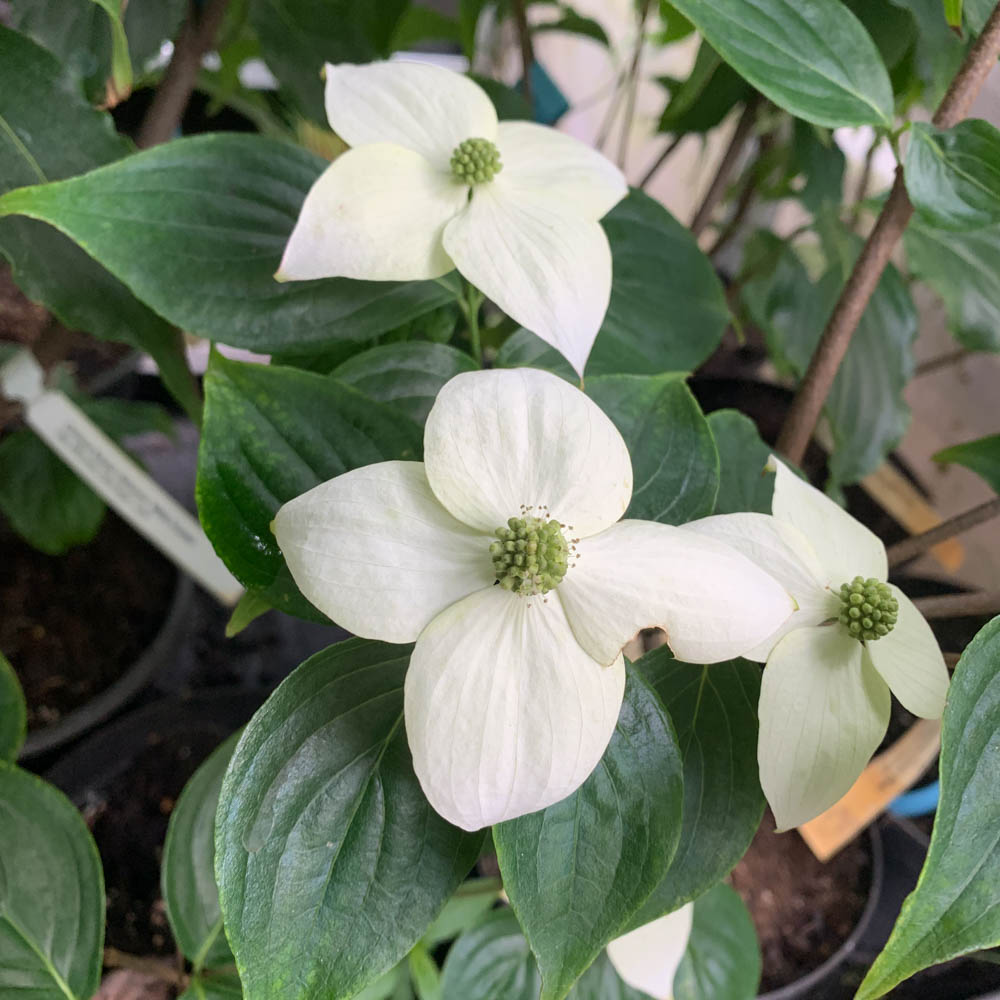 Chinesischer Blumenhartriegel 'Milky Way'