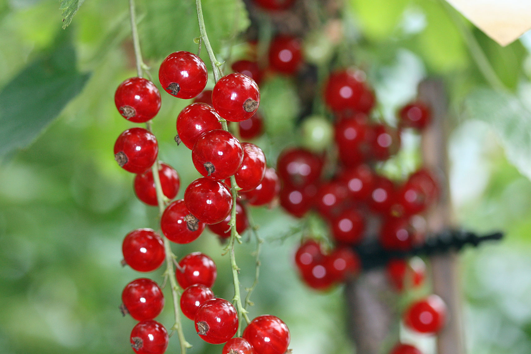 Johannisbeeren