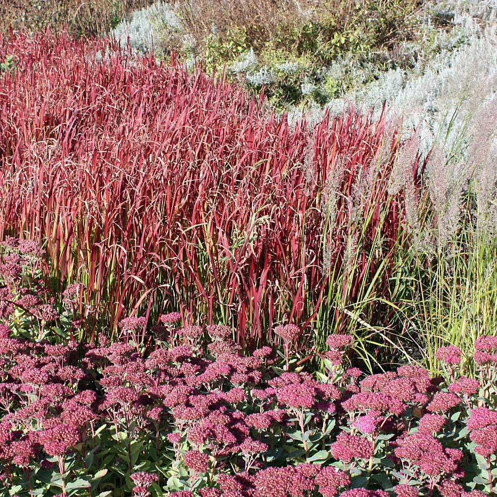 Flammengras 'Red Baron'