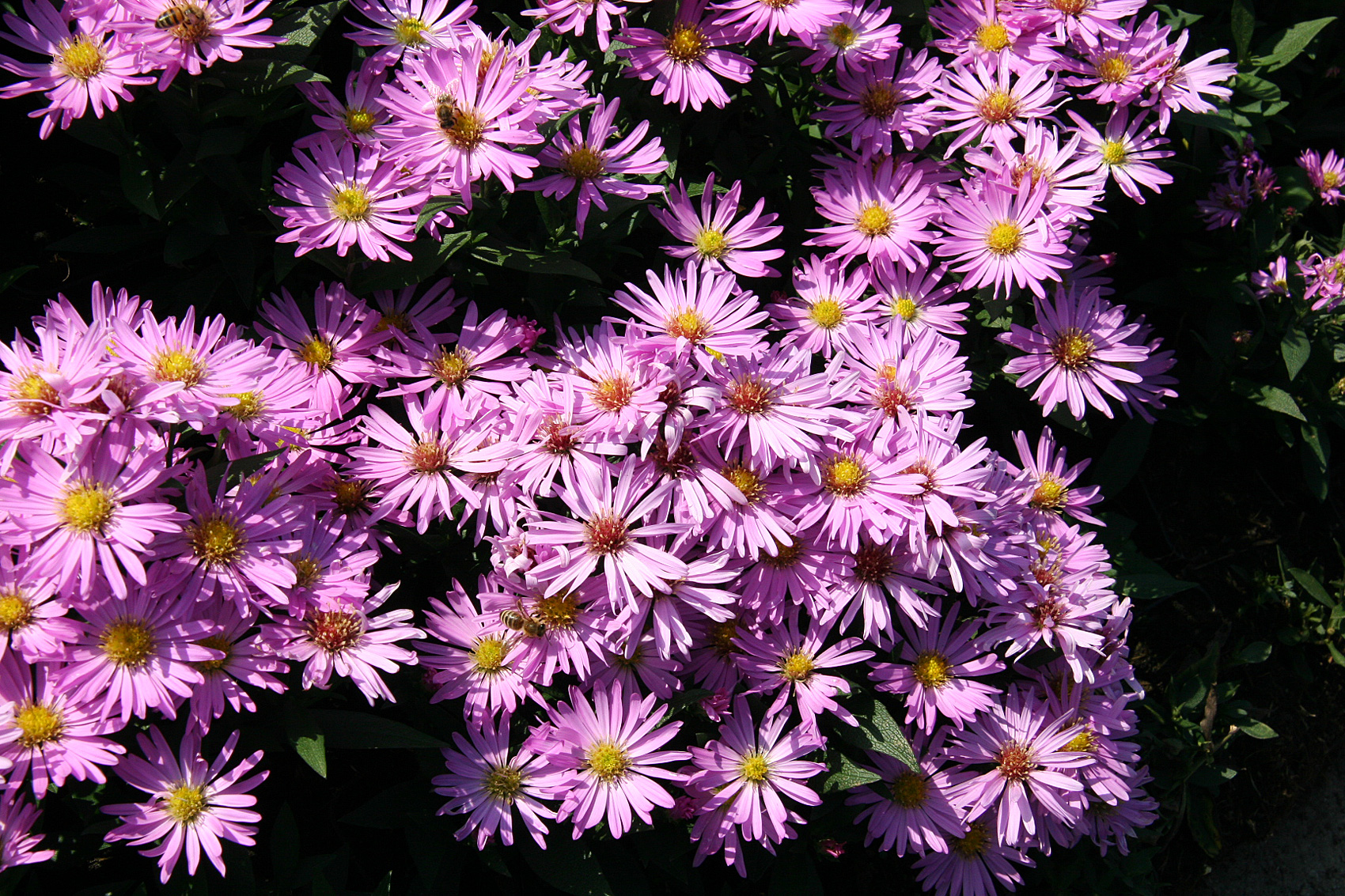 Aster