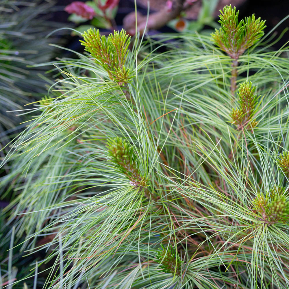 Pinus, Kiefer, Zapfenkiefer, Immergrün