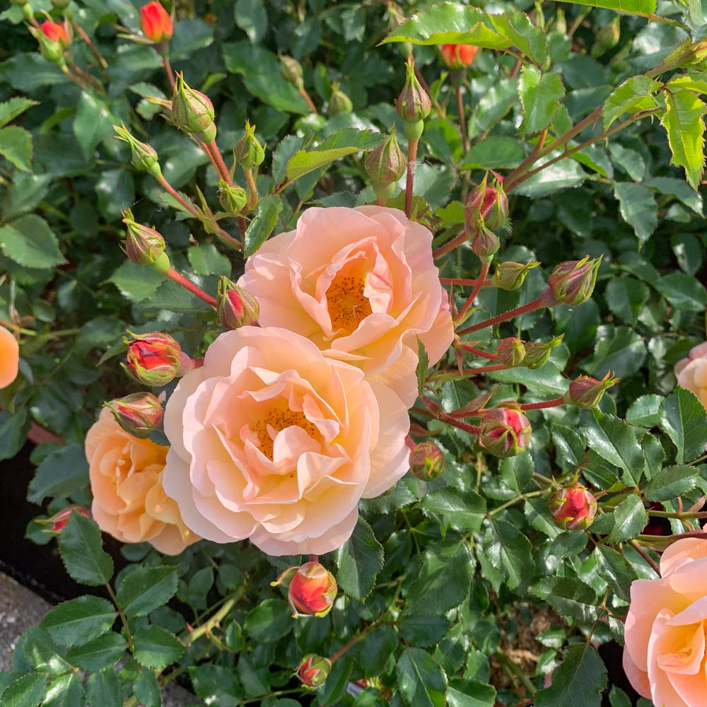 Bodendeckerrose Sedana, Rose, Rosa, Blütenpflanze