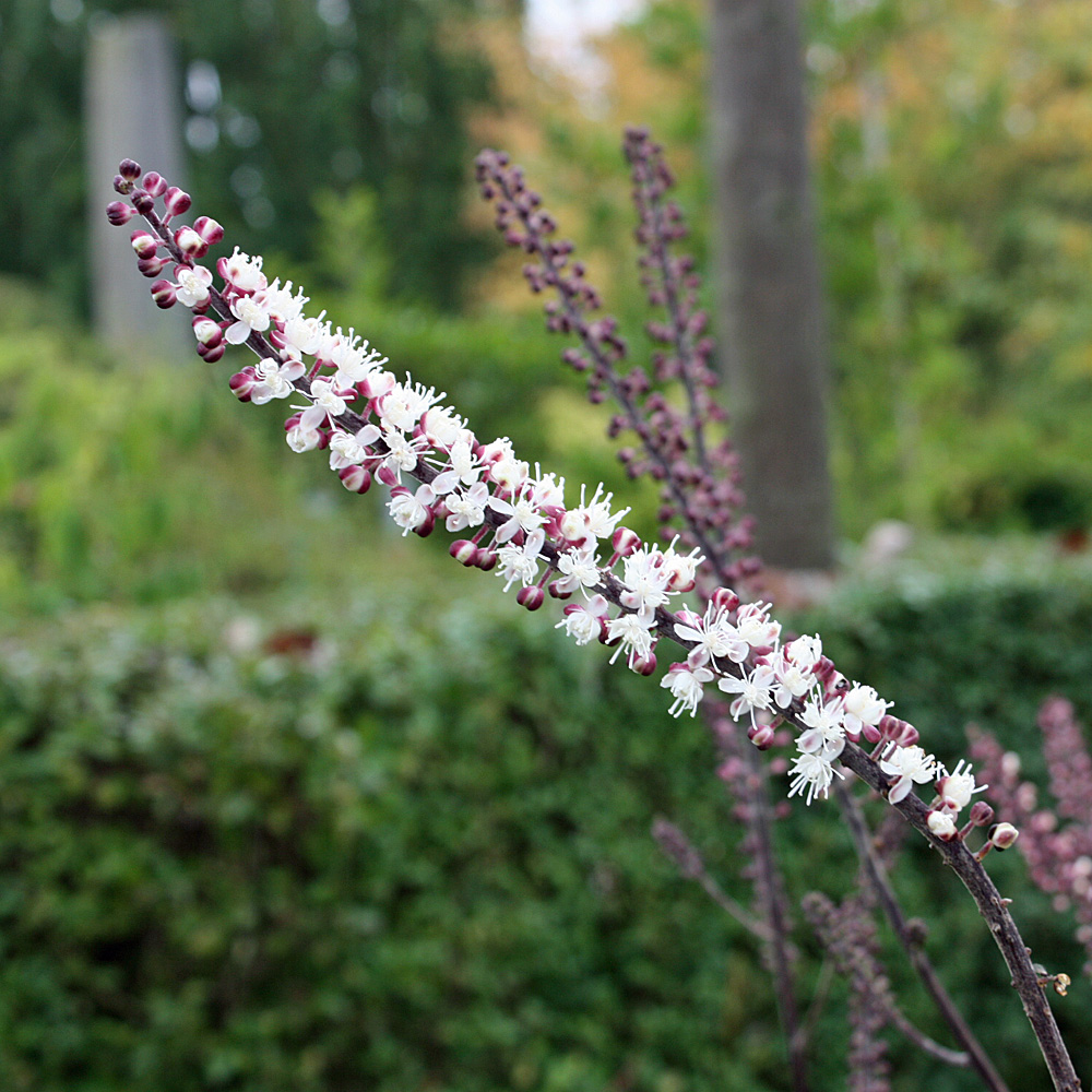 Silberkerze, Herbstblüher, Blütenkerzen