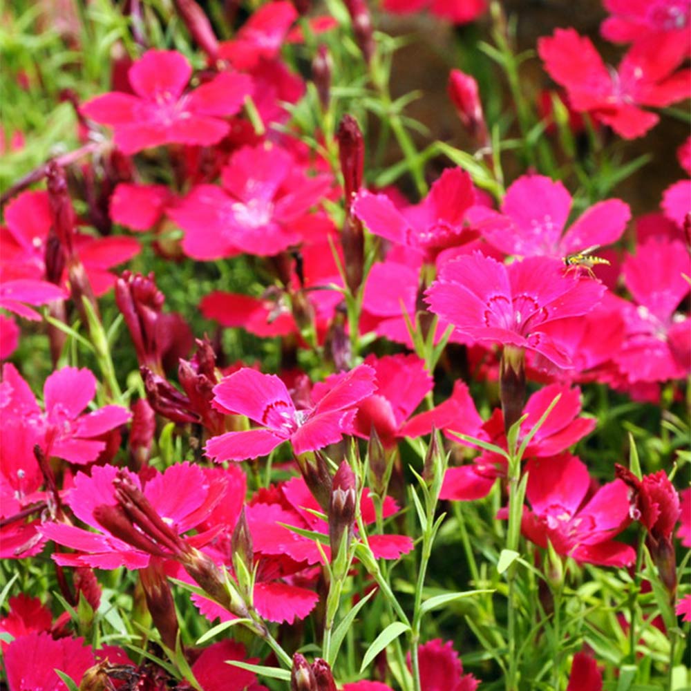 Heidenelke 'Splendens'
