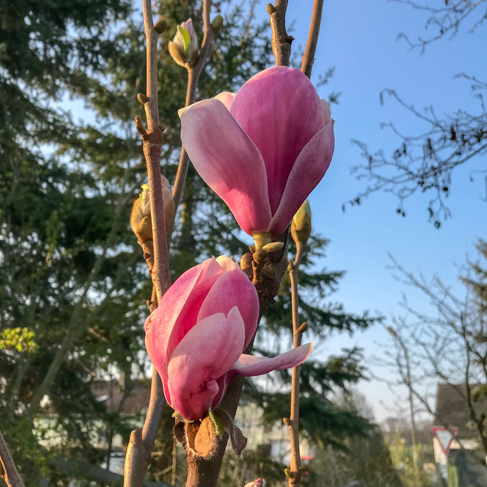Magnolie 'Satisfaction'