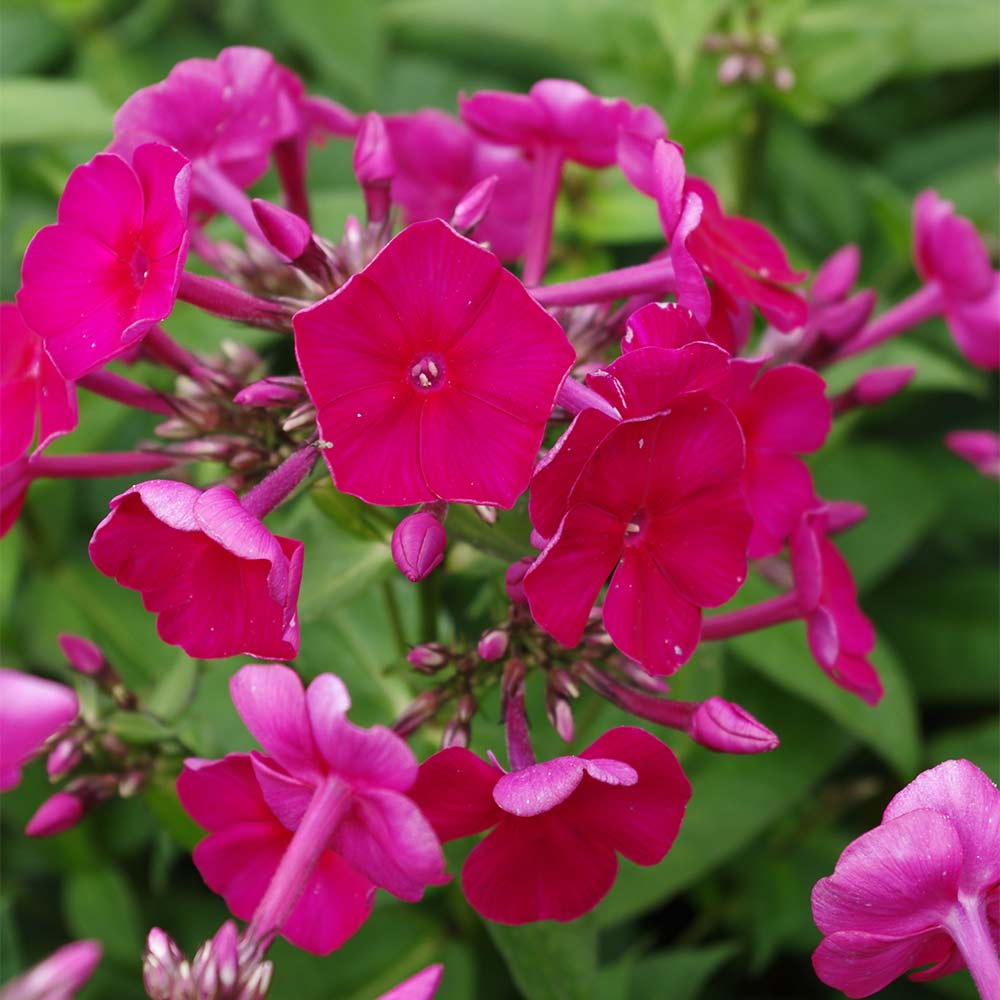 Phlox 'Kirchenfürst'