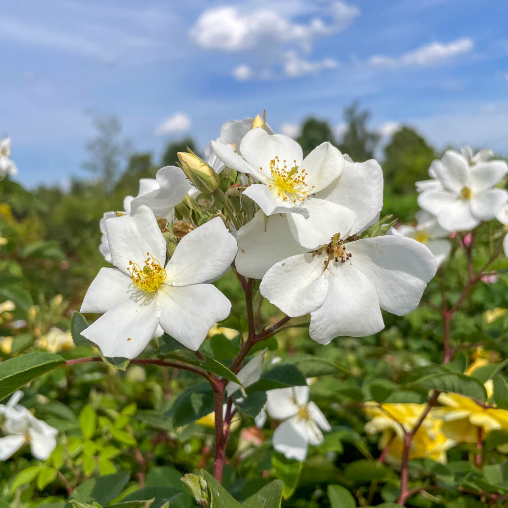 Strauchrose 'Musquèe Sans Soucis'