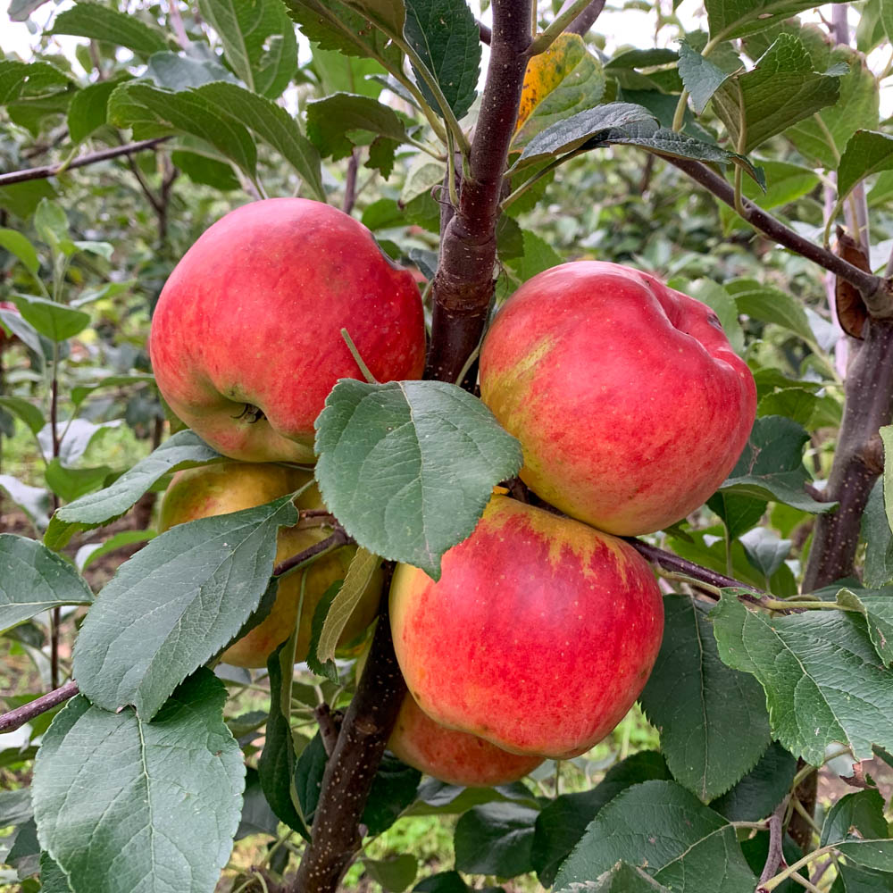 Apfel 'Kaiser Wilhelm'