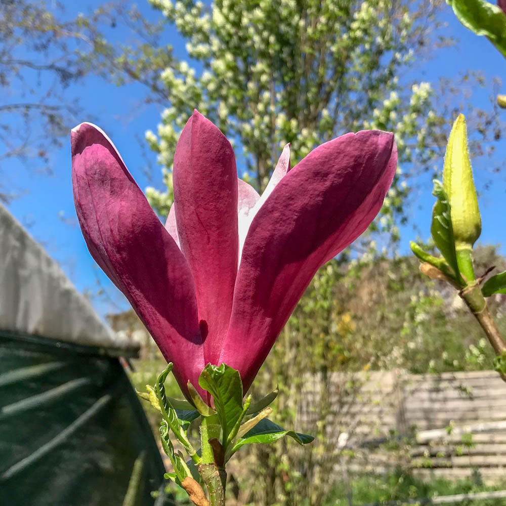Chinesische Magnolie 'Oriental Night'