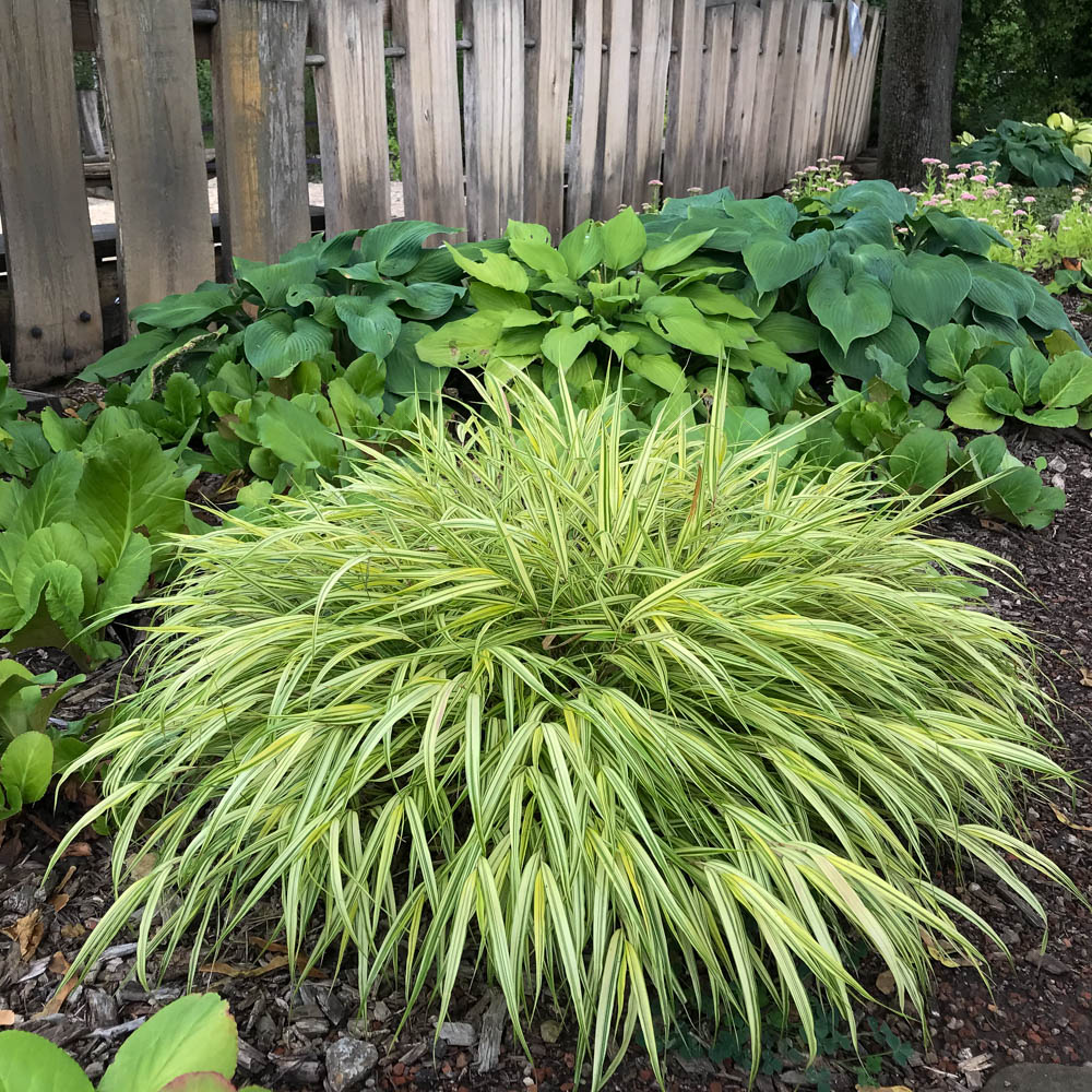 Japanwaldgras - Hakonechloa