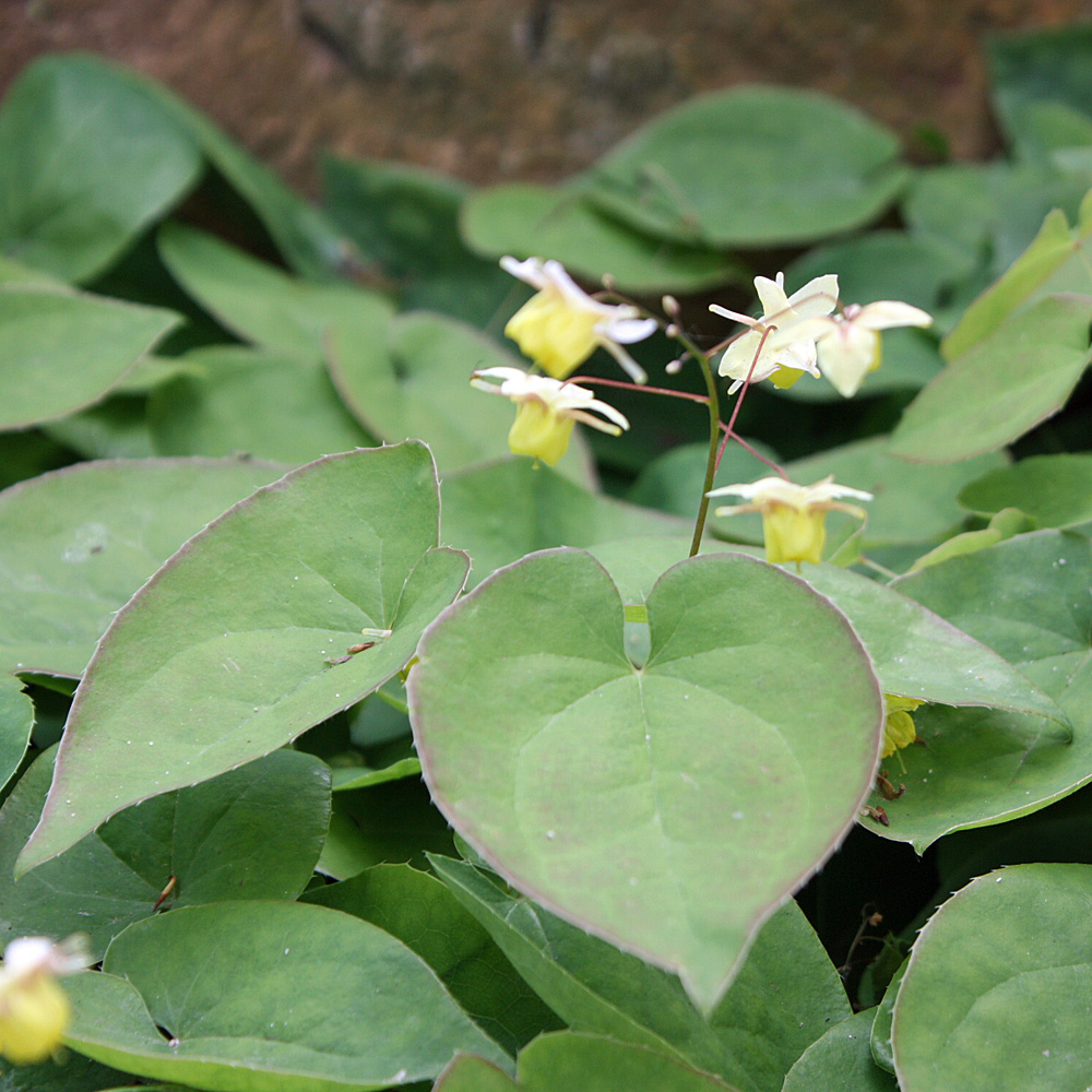 Elfenblume Suphureum, Epimedium, Bodendecker