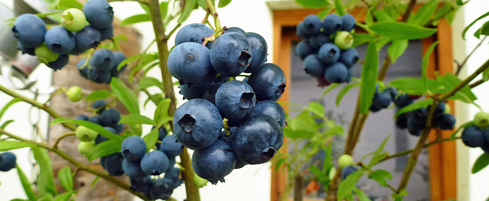 Heidelbeeren pflanzen und pflegen
