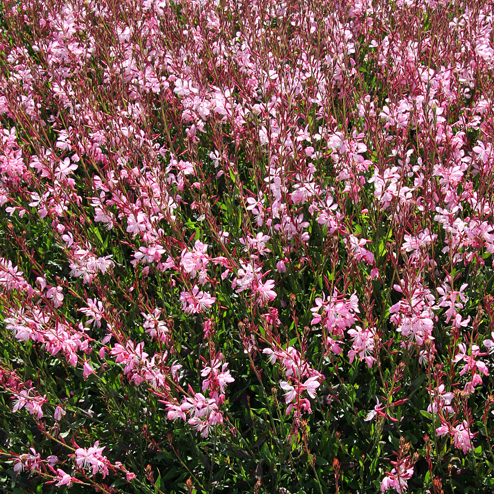 Kokardenblume Bremen, Beetstaude, Blütenpflanze