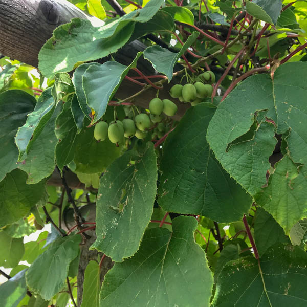 Minikiwi 'Weiki' ®