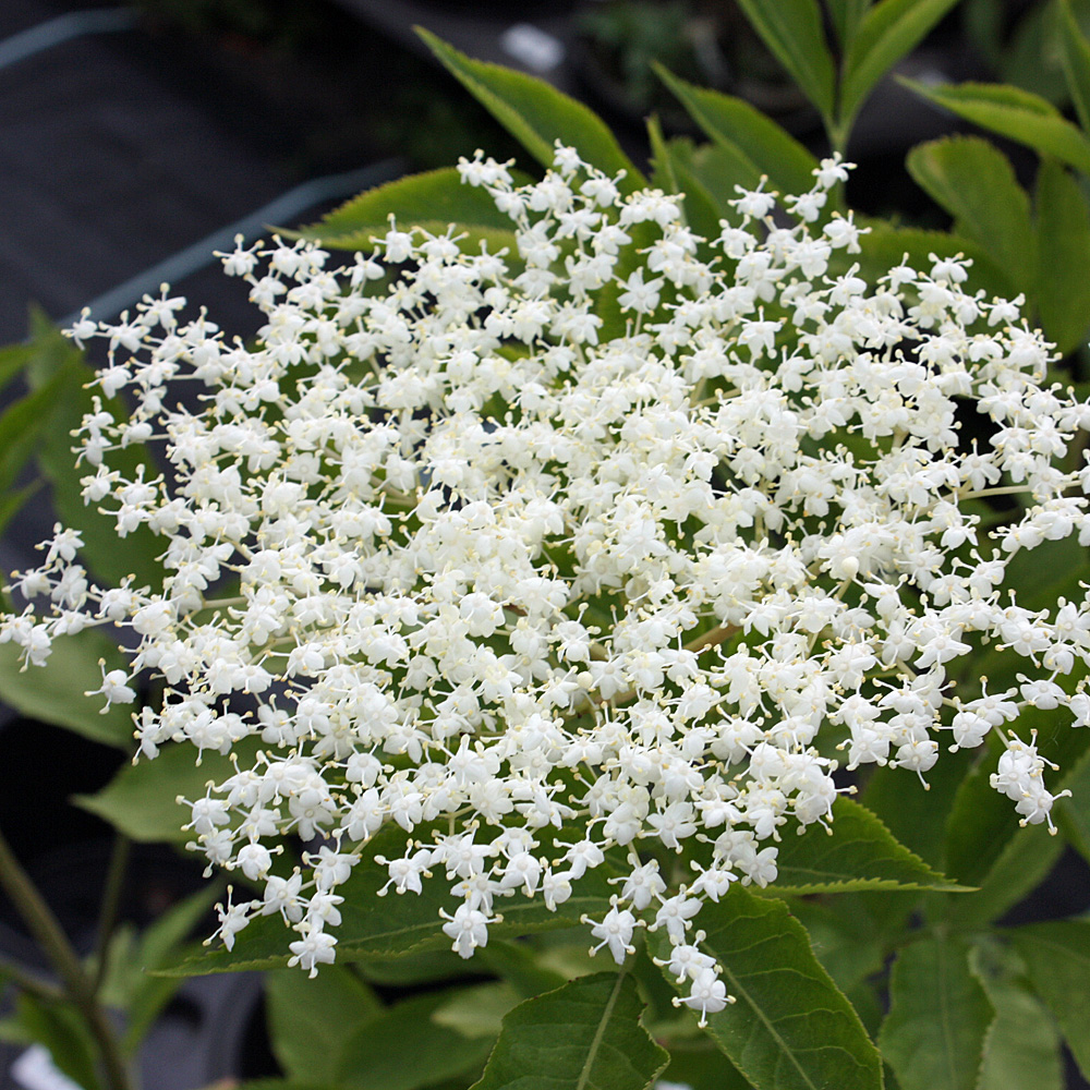 Schwarzer Holunder, Sambucus, Bienenweide
