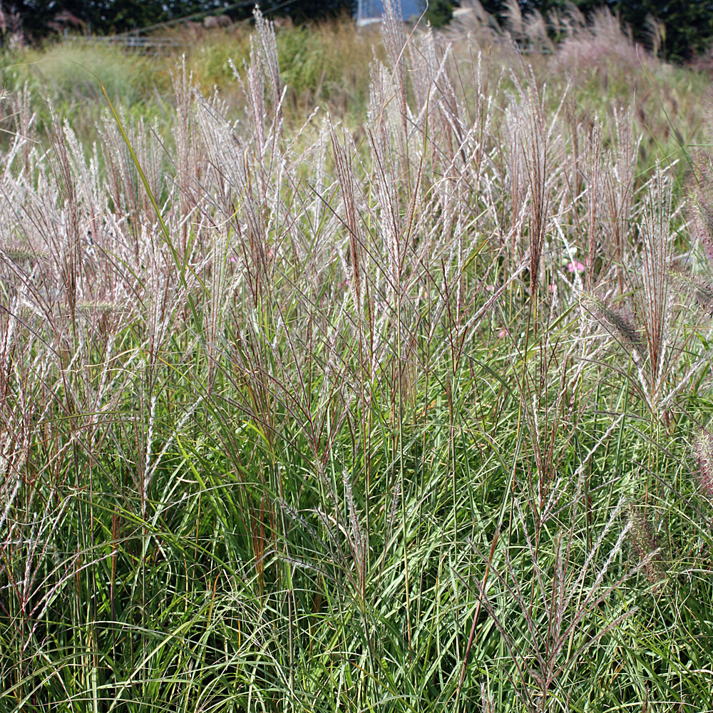 Chinaschilf 'Silberspinne'