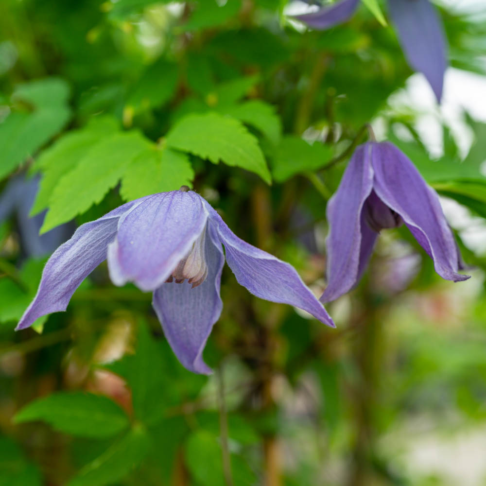 Clematis macropetala 'Georg'