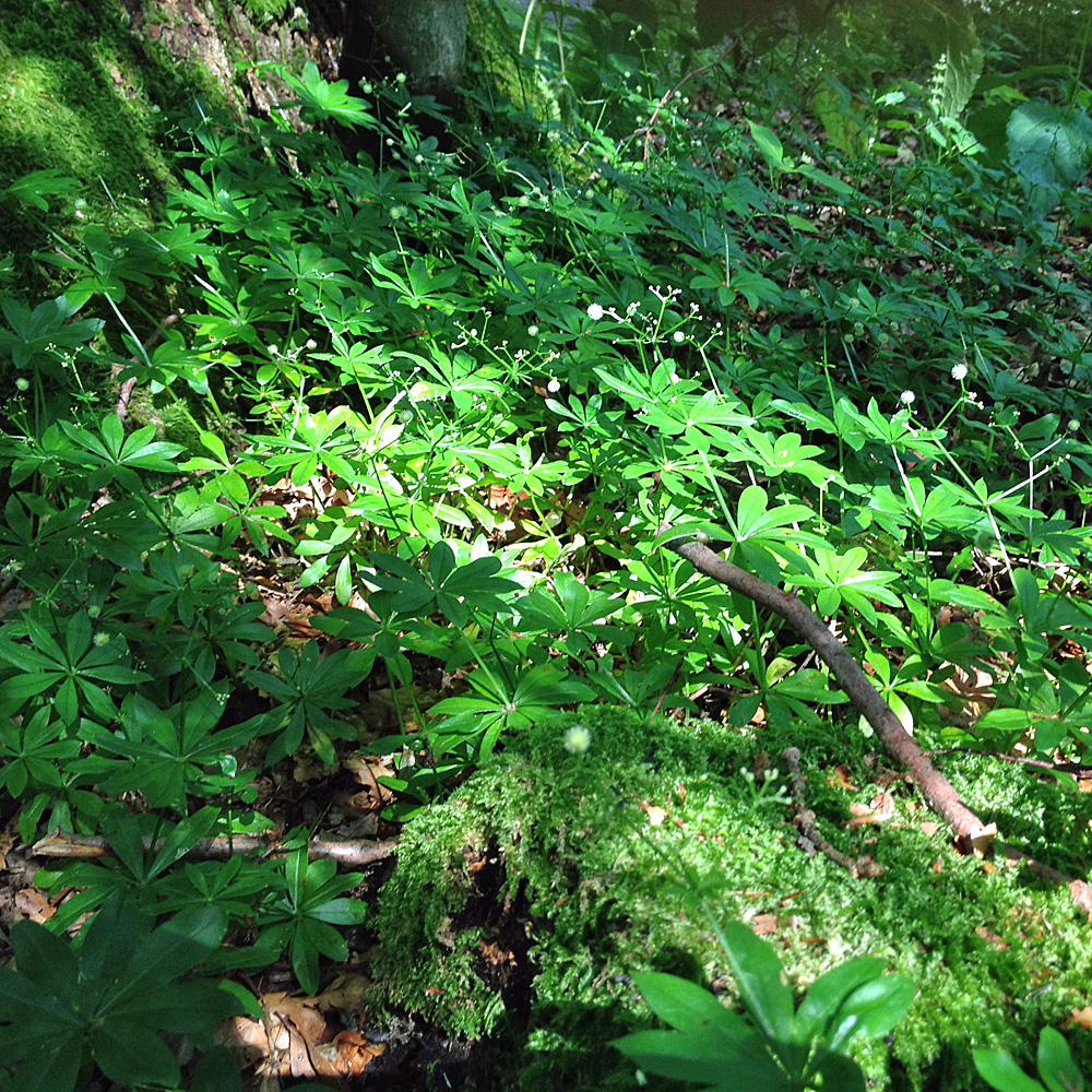 Waldmeister, Wildstaude, Kräuter