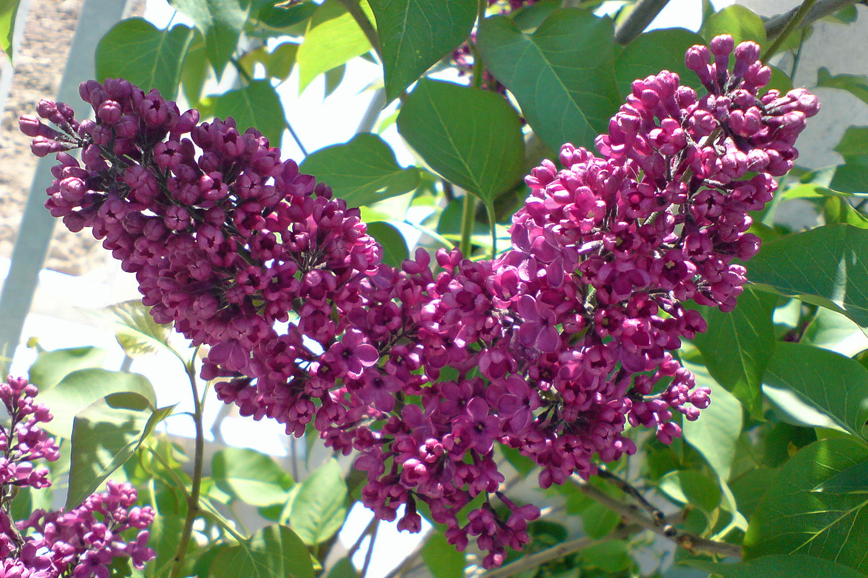 Duft- und Aromagarten
