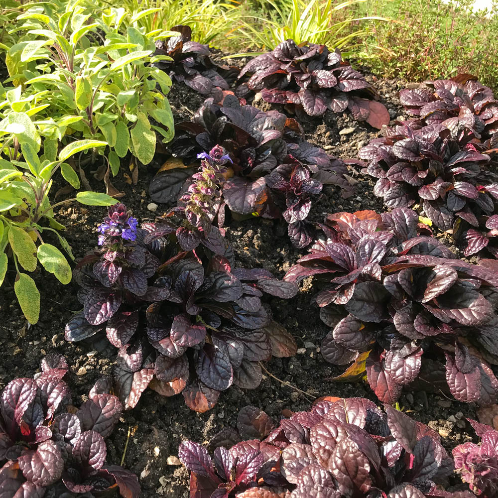 Garten Günsel 'Atropurpurea'