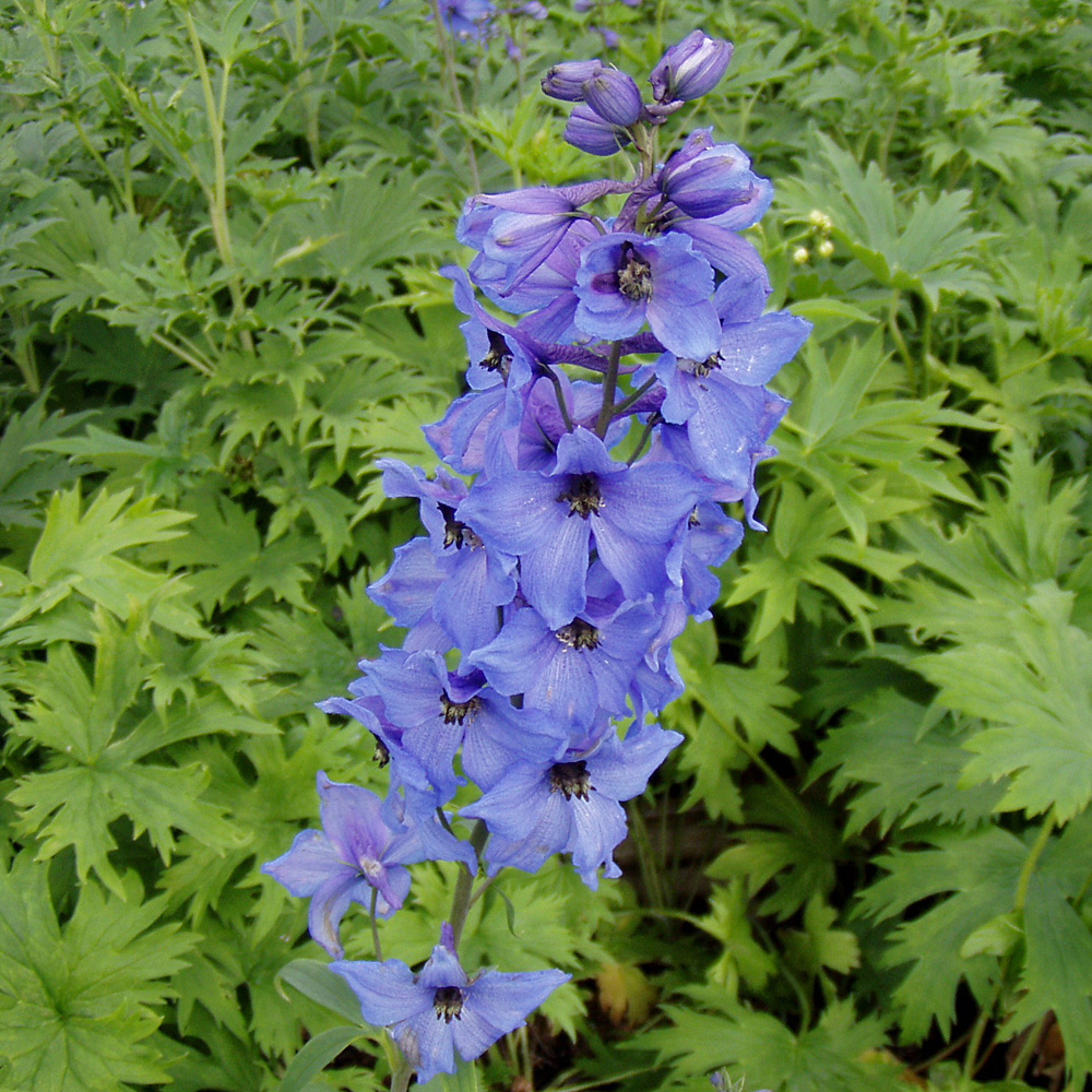 Akelei, Frühling, Frühjahrsblüher