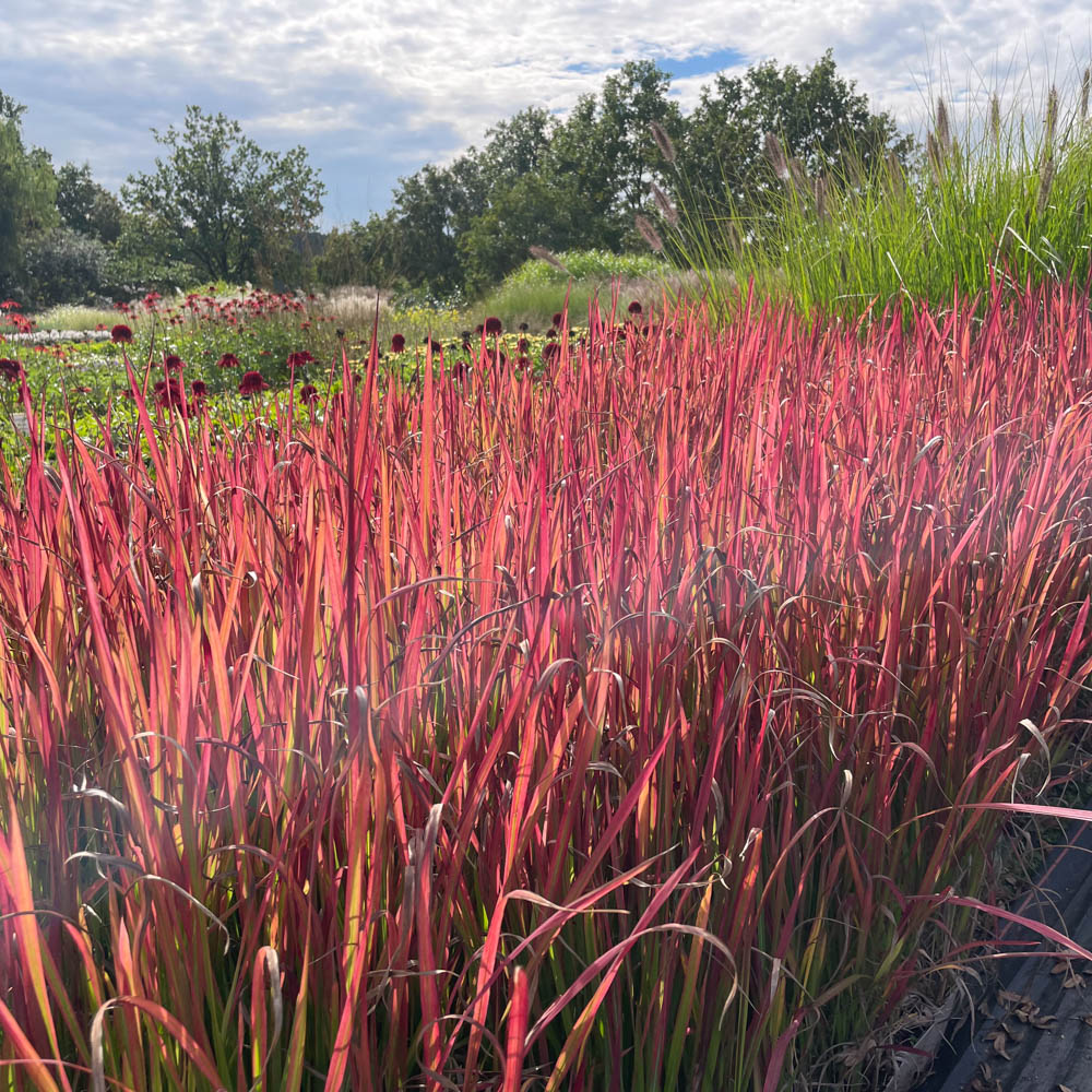 Flammengras 'Red Baron'