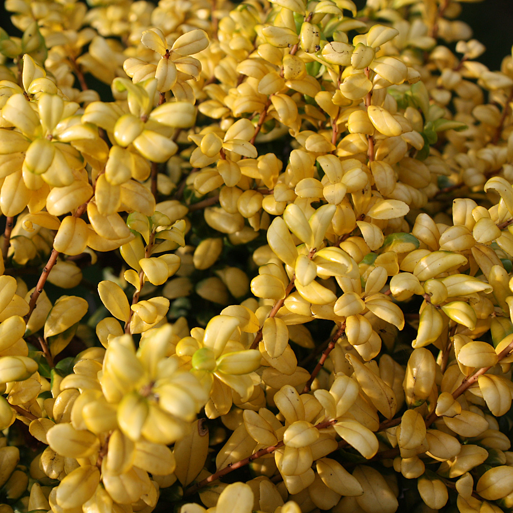 Gelblaubiger Ilex, Bergilex, Blattschmuck