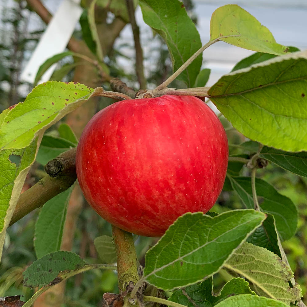 Apfel 'Nela'