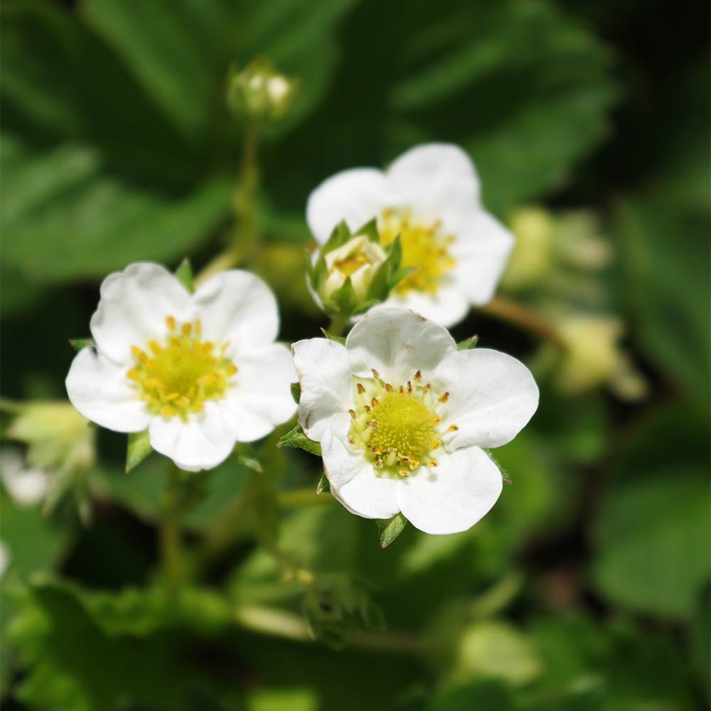 Erdbeere 'Florika' ®
