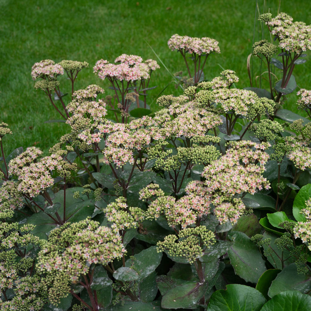 Fetthenne Matrona, Sedum, Steingarten