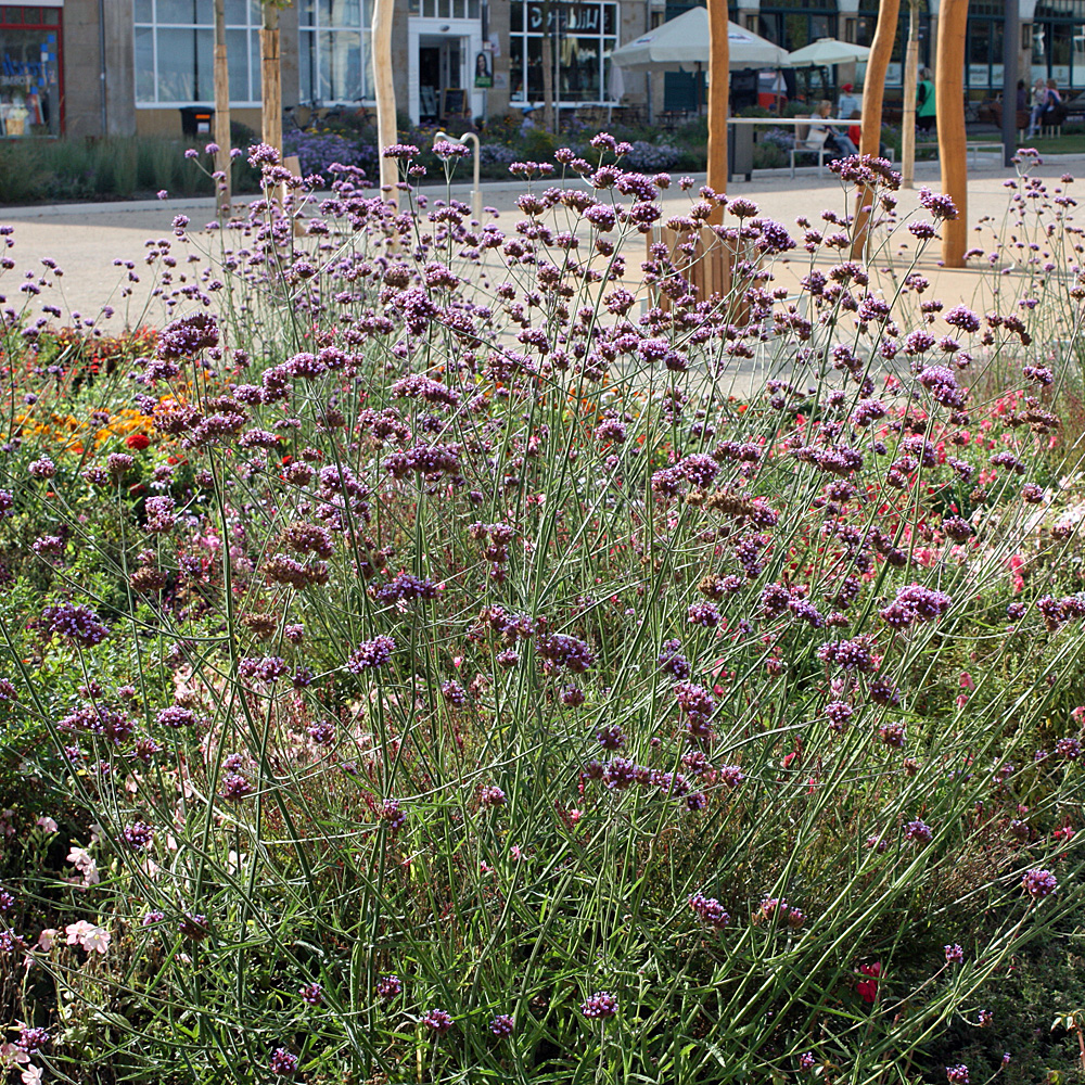 Argentinisches Eisenkraut, Verbena, Beetstaude