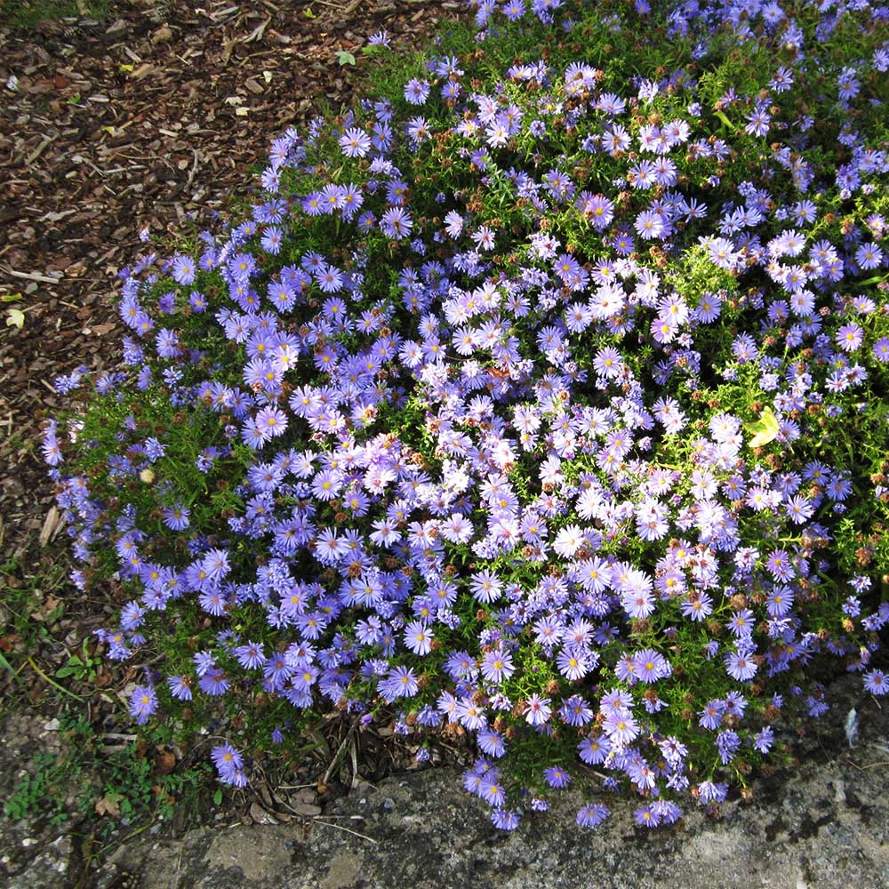 Kissenaster 'Azurro'