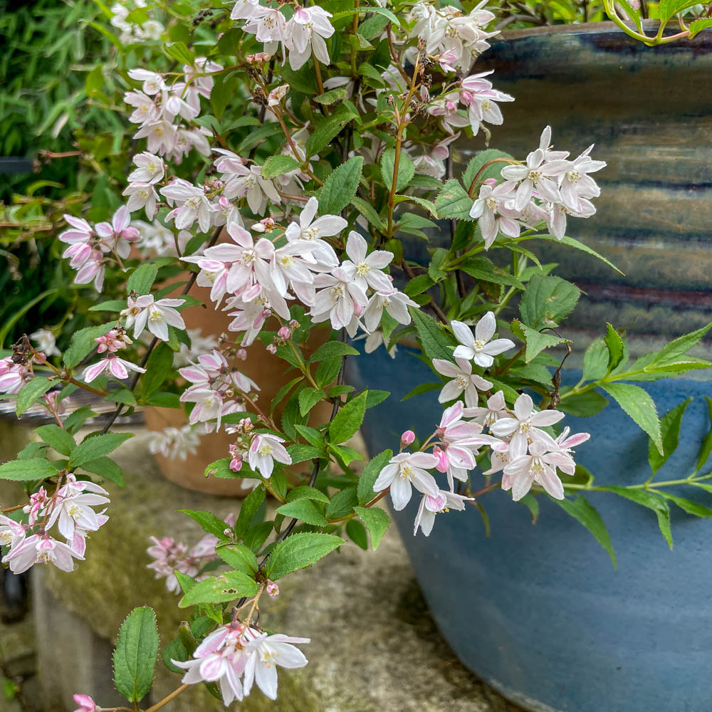 Maiblumenstrauch 'Yuki Cherry Blossom'