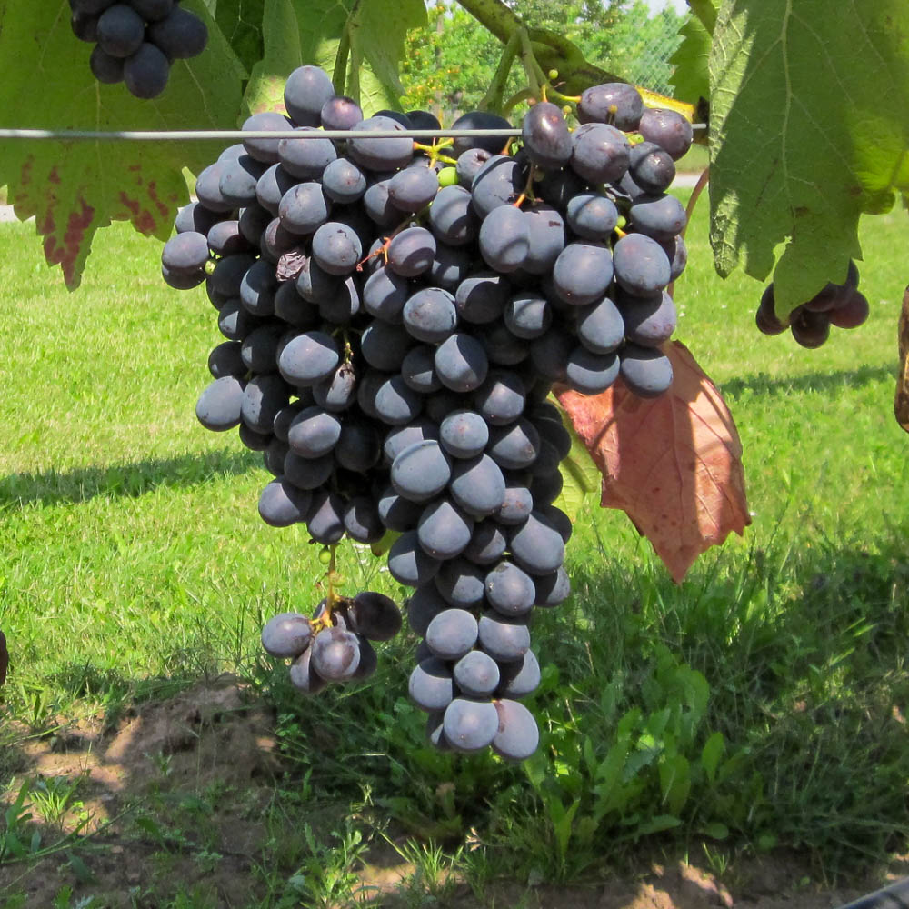 Weinrebe 'Attika
