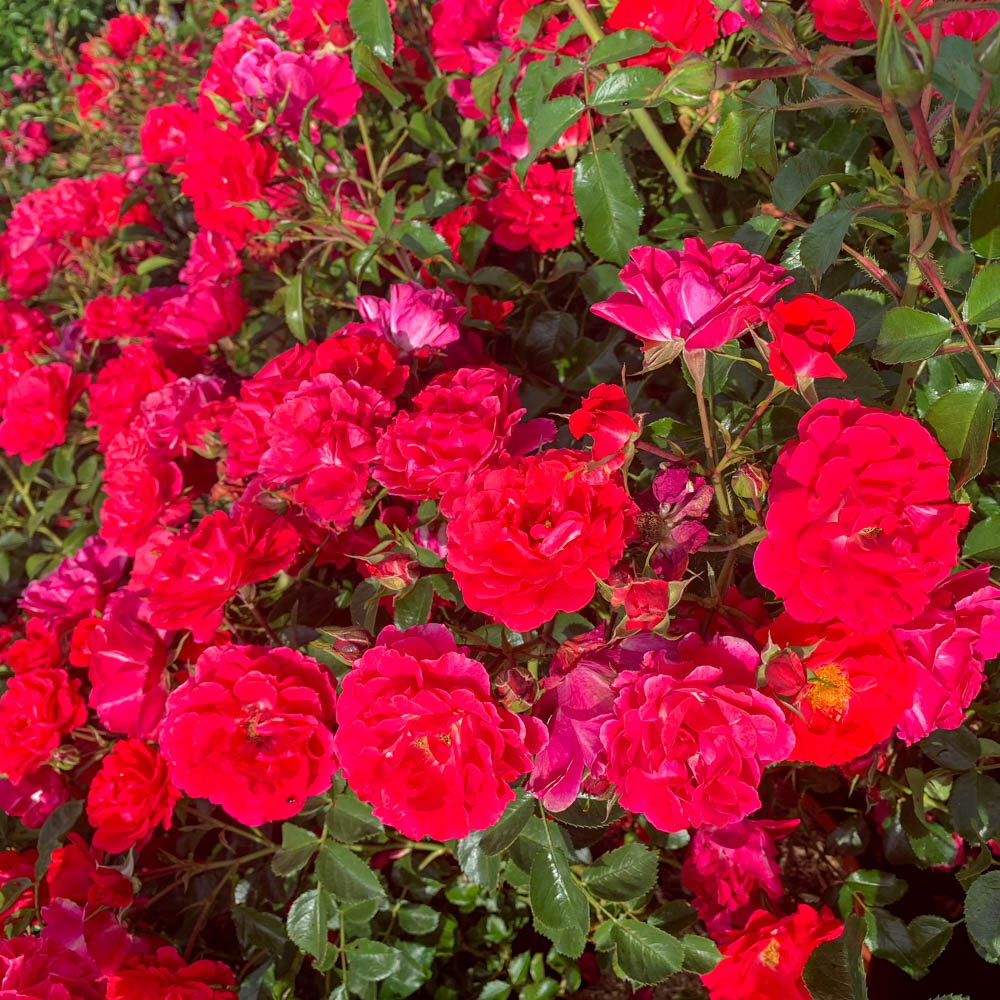 Bodendeckerrose, Beetpflanze, Beeteinfassung