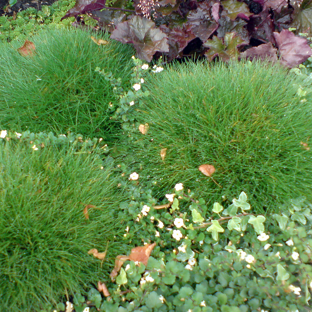 Ziergras, Bärenfellgras, Festuca