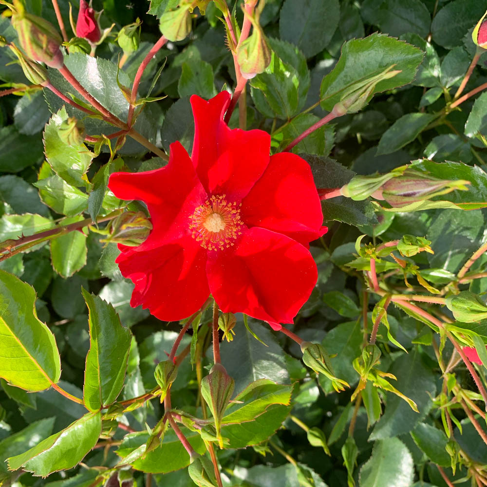 Bodendeckerrose 'Alexander von Humboldt'