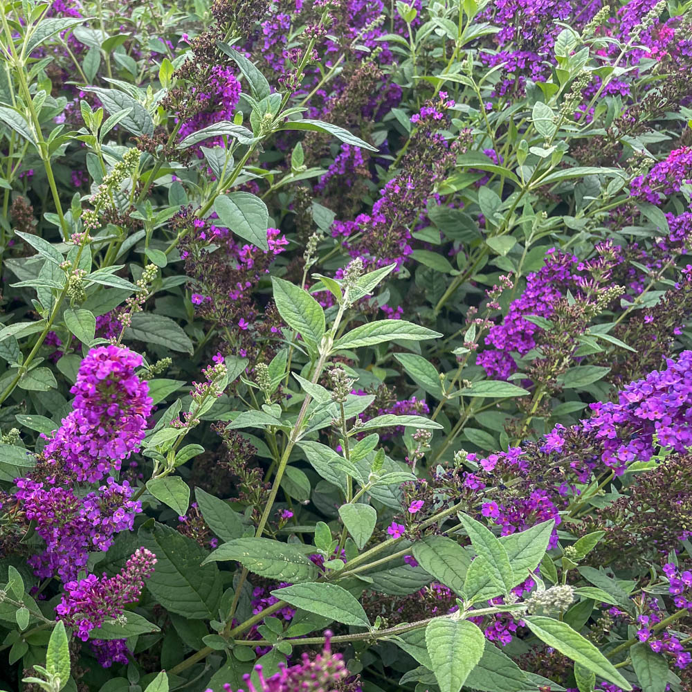 Sommerflieder 'Miss Violet'