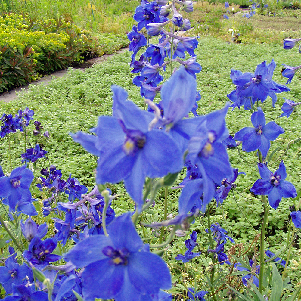 Rittersporn Völkerfrieden, Delphinium, Blütenstaude