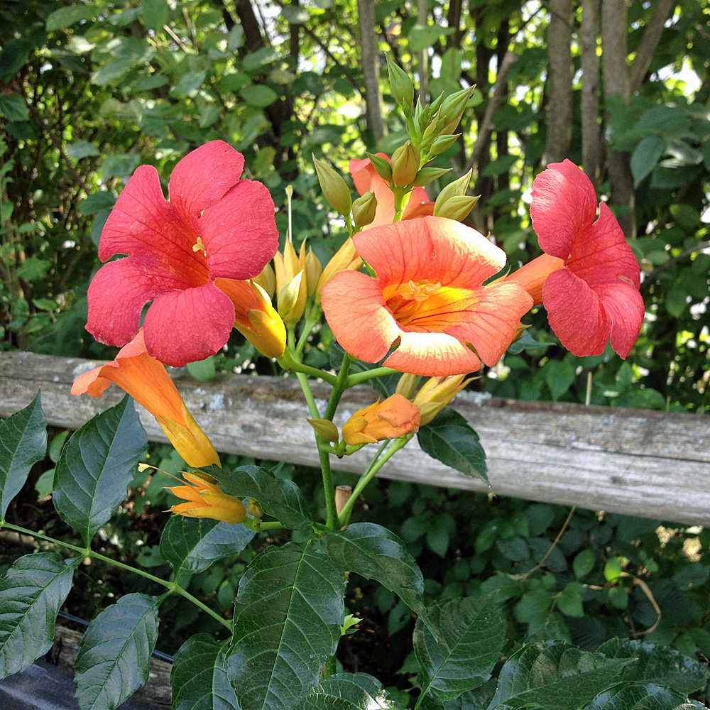 Trompetenblume 'Mme Galen'