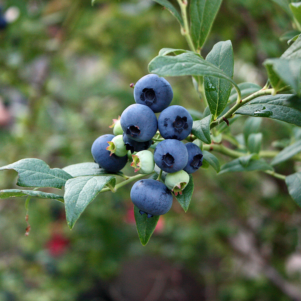 Heidelbeere 'Hortblue Petite'®