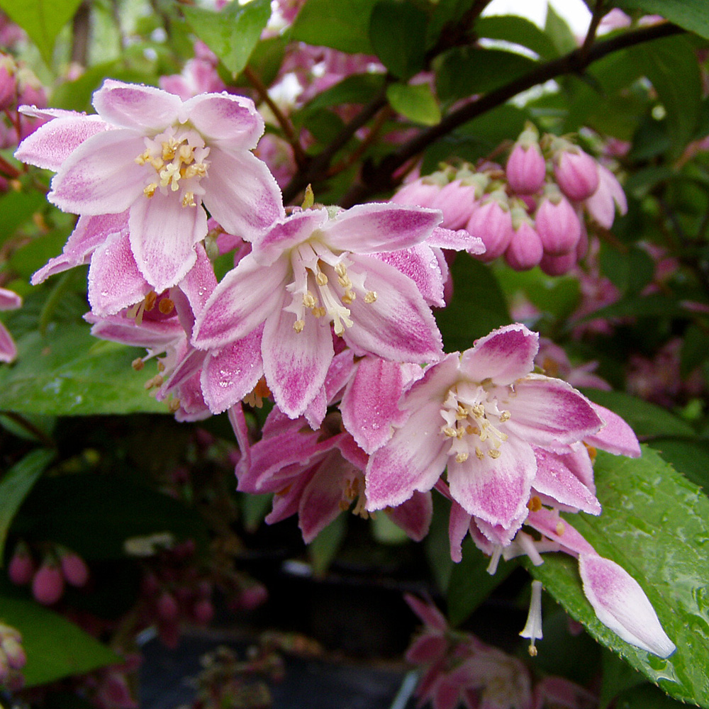 Sternchenstrauch Strawberry Fields, Deutzia, Blütenstrauch